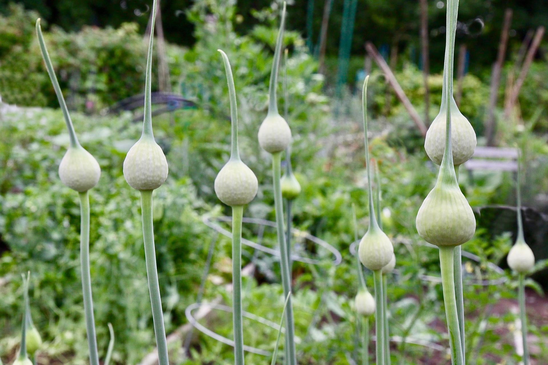 garlic-scapes-what-are