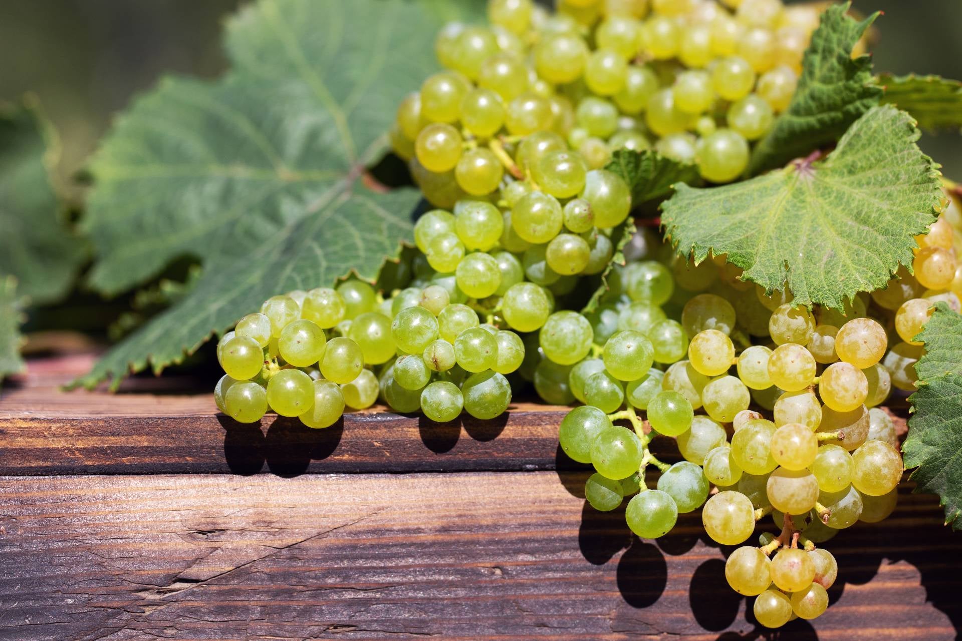 grapes-varieties-himrod