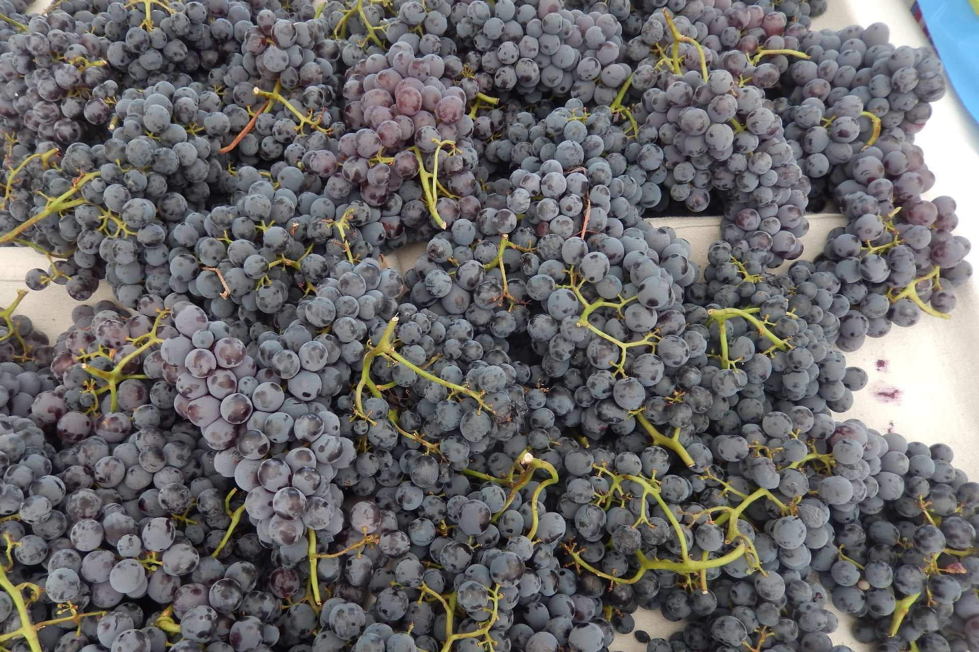 grapes-varieties-thomcord