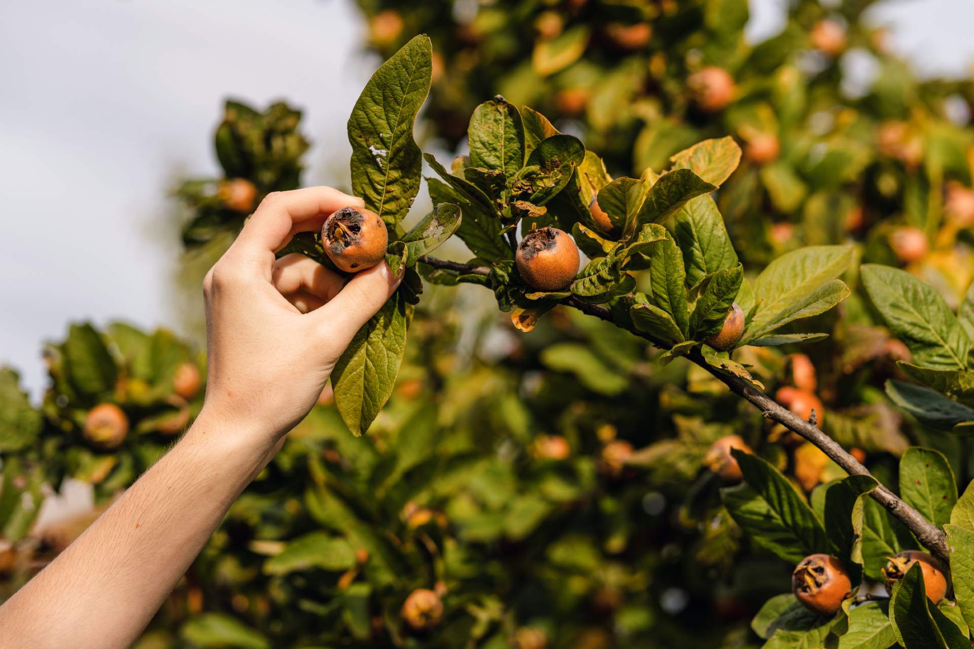 growing medlar fruits ©iStock