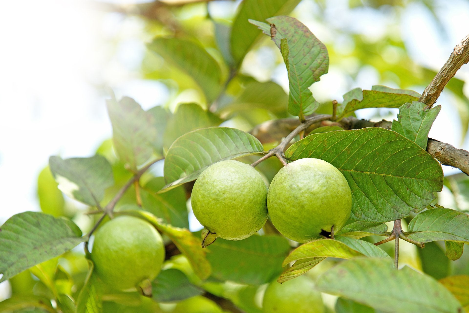 guava-how-to-pick