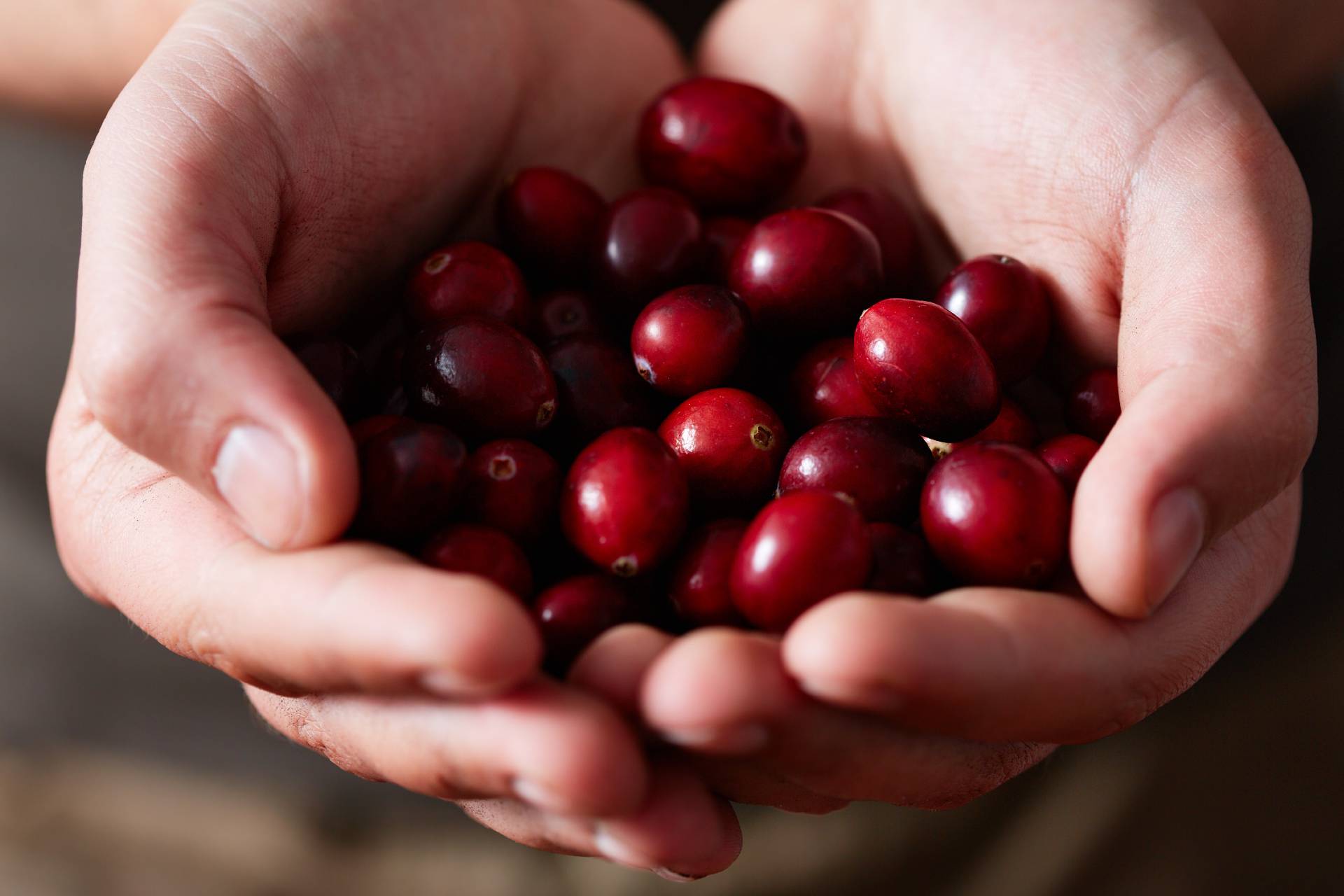 hands holding cranberries ©iStock