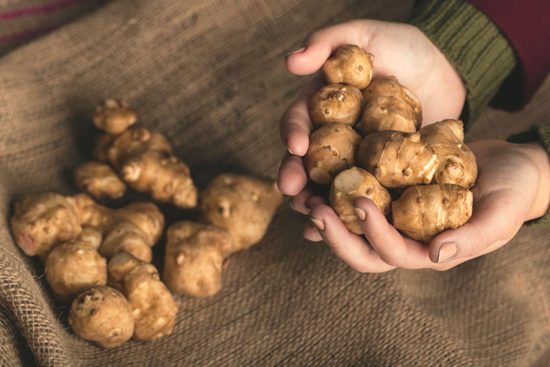 hands holding jerusalem artichokes ©iStock