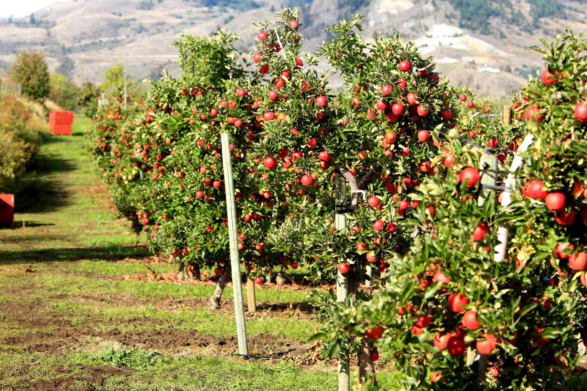 harvest-apples-best-month
