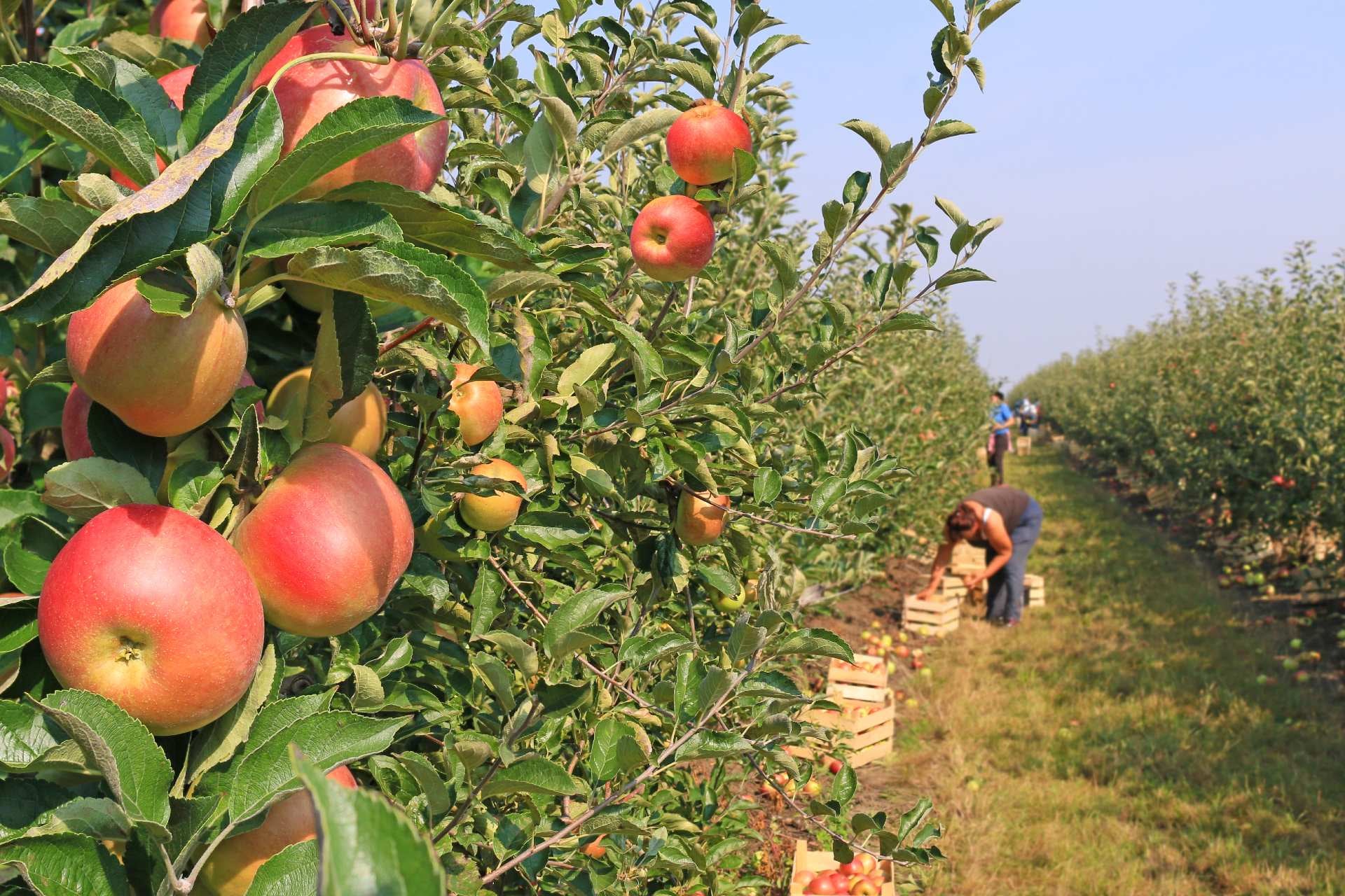 harvest-apples-picking-season-start