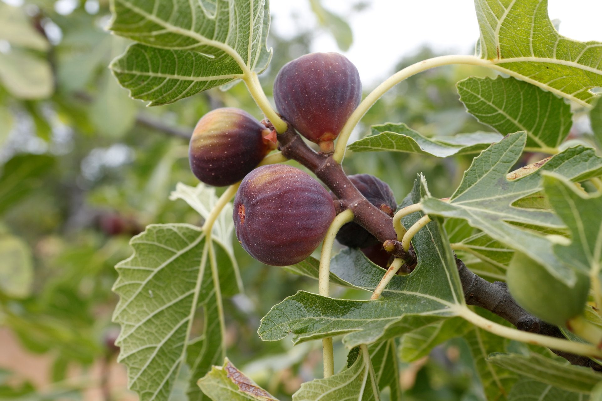 how-eat-figs-history