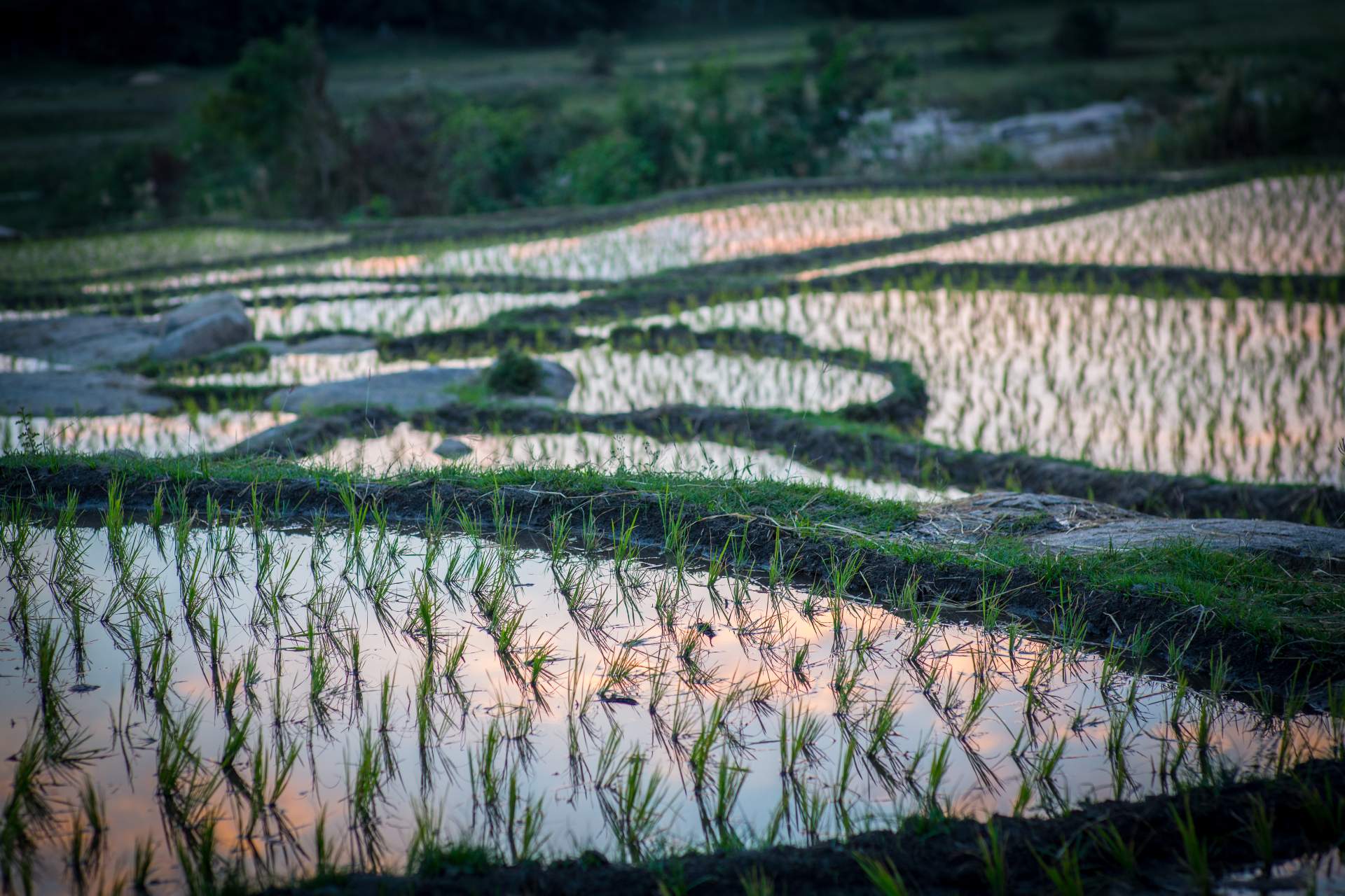 jasmine-rice-history
