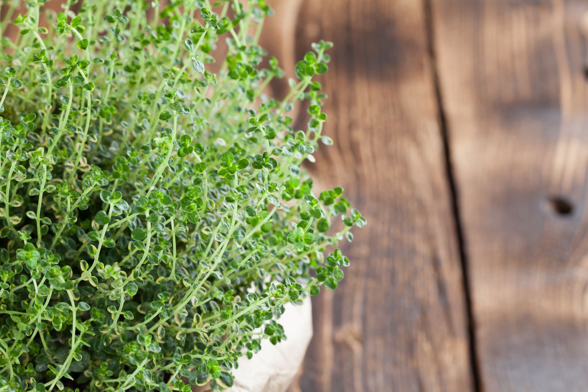 lemon-thyme-benefits