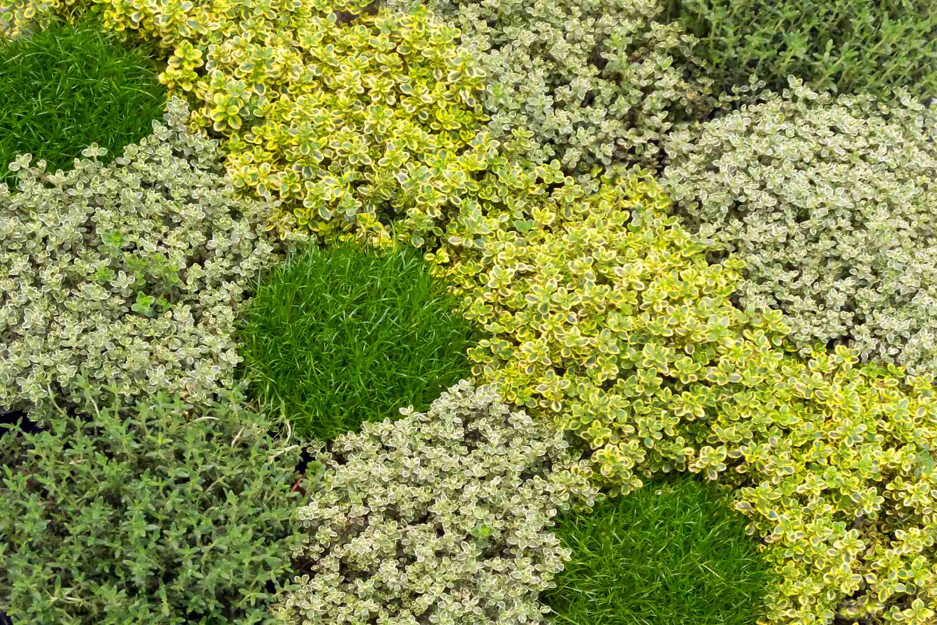 lemon-thyme-varieties