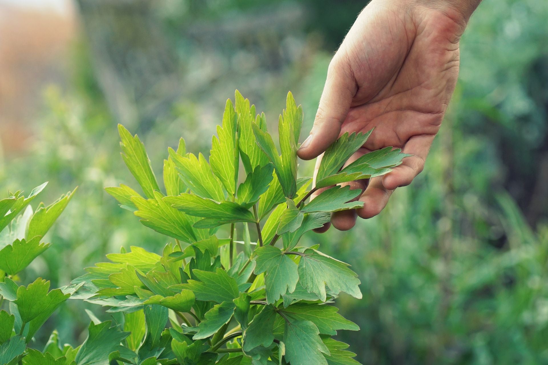 lovage-how-to-grow