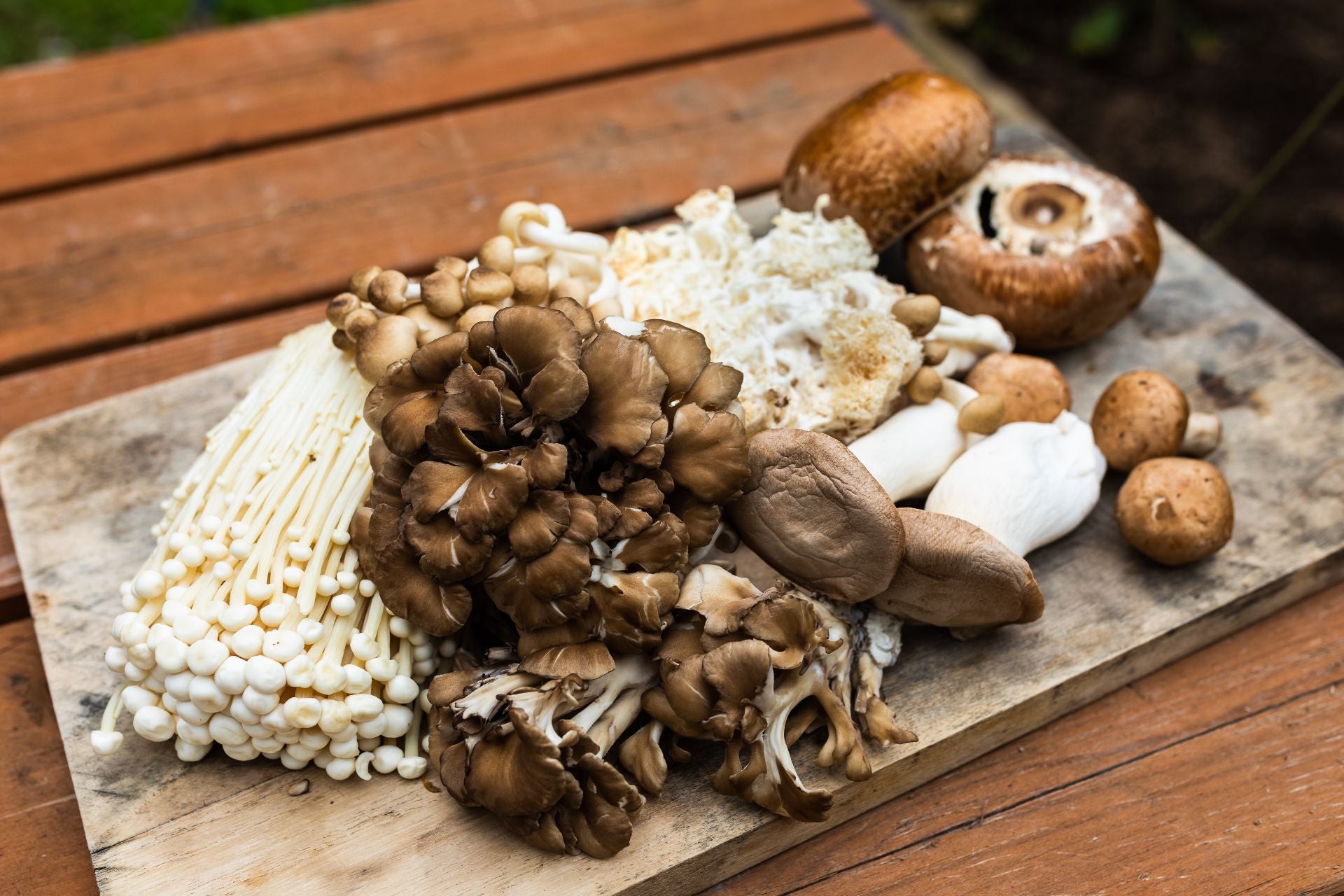 maitake-mushrooms-how-to-recognize