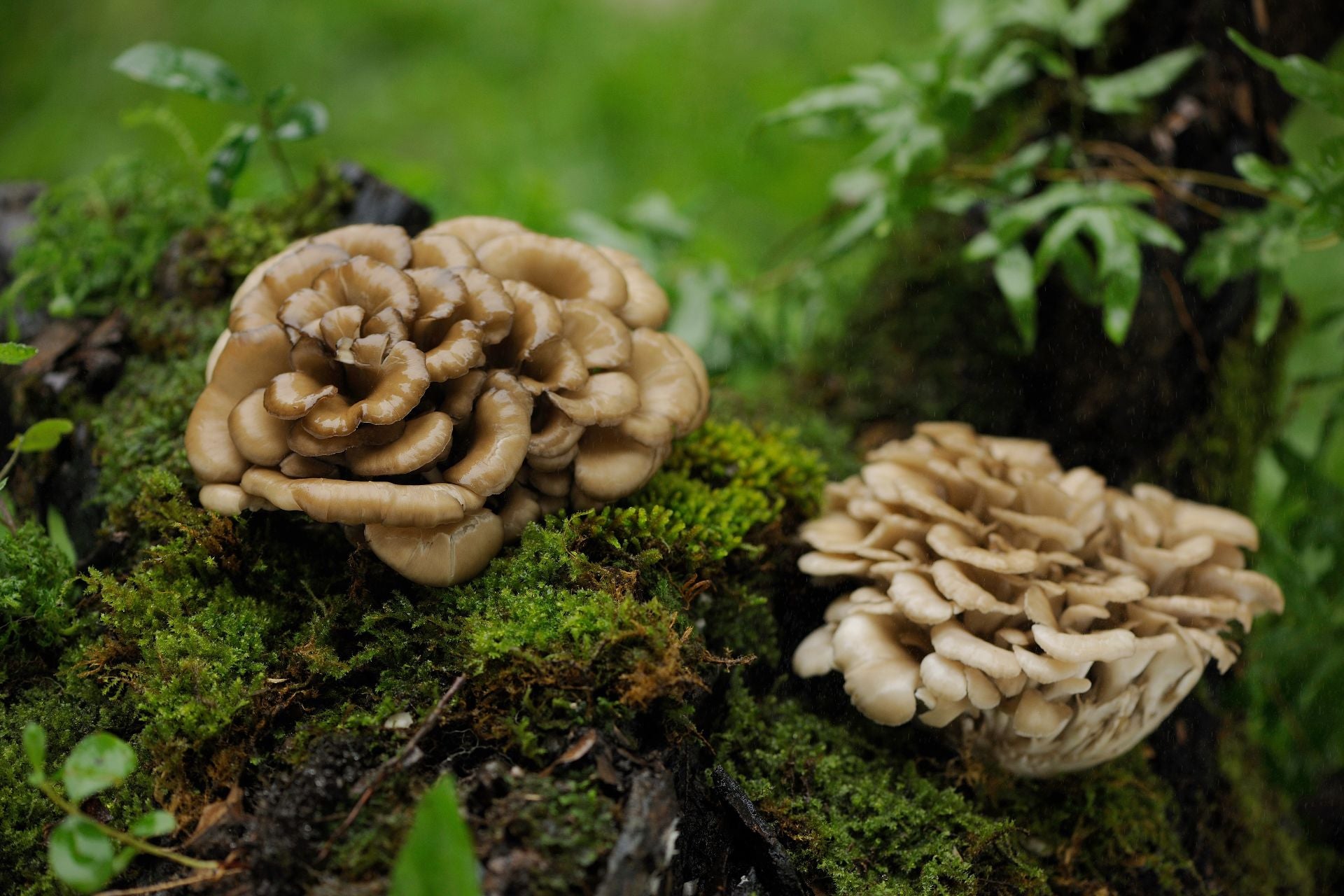 maitake-mushrooms-what-are