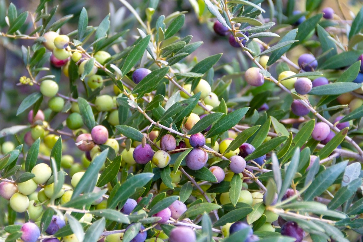 A tree of small round Arbequina olives a variety from Spain