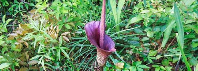 Amorphophallus konjac