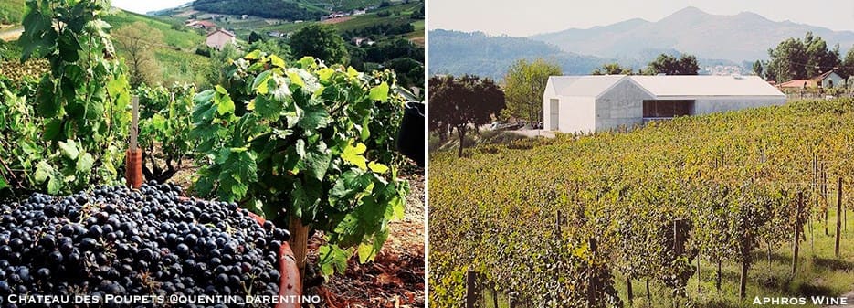 Chateau des Poupets | Aphros Wine