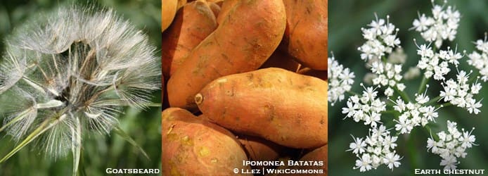 Goatsbeard | Ipomonea Batatas | Earth Chestnut