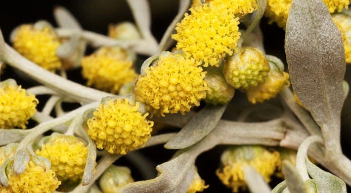 Artemisia Absinthium