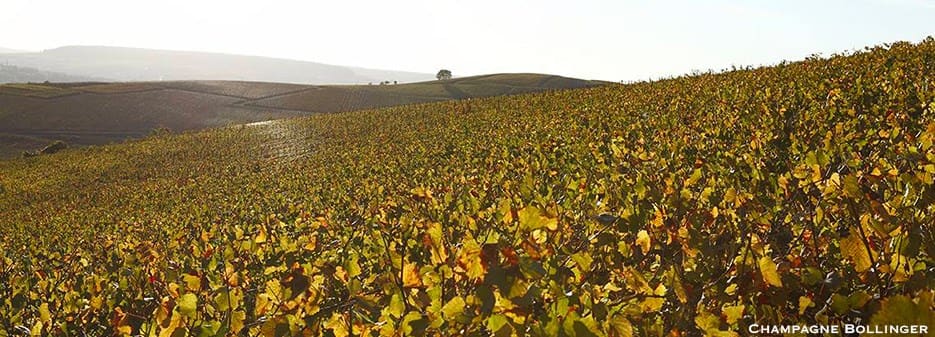 Champagne Bollinger coltivation