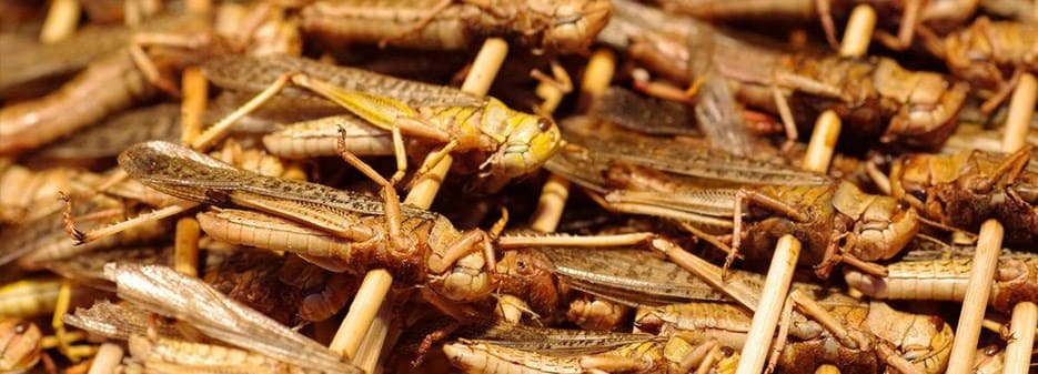 Edible Crickets