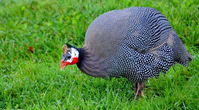 Guinea Fowl
