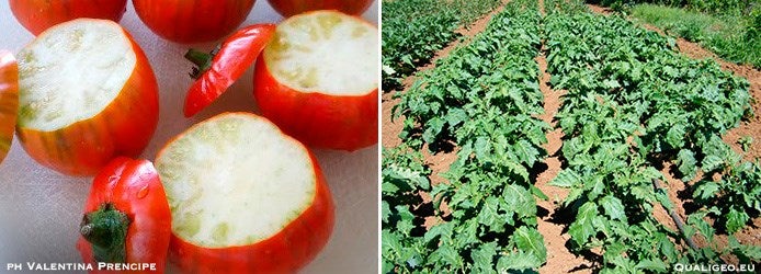 Red Aubergine of Rotonda