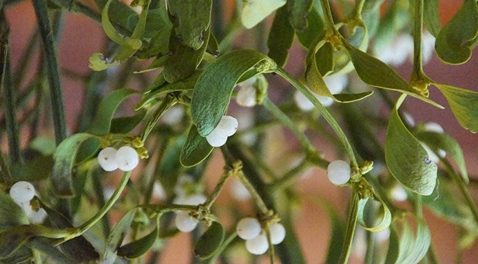 Mistletoe