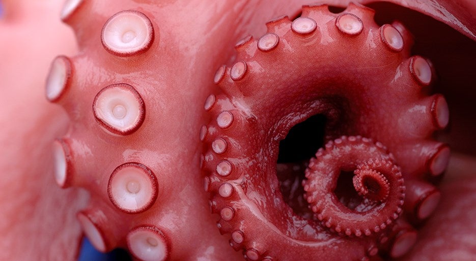 Millennial pink food Octopus