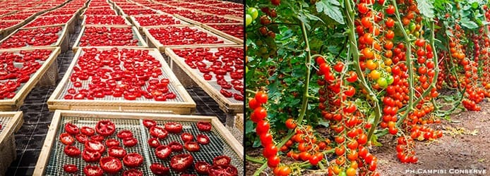 Pachino Tomato Cultivation