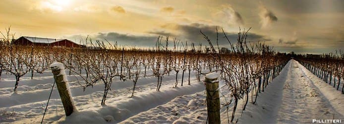 Pillitteri Icewine Canada