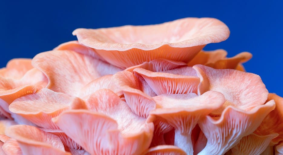 Pink-Oyster-mushrooms