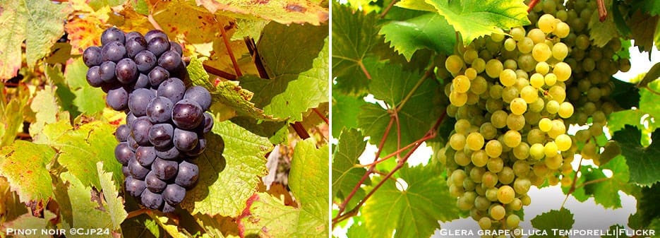 Pinot Noir Grape | Glera Grape