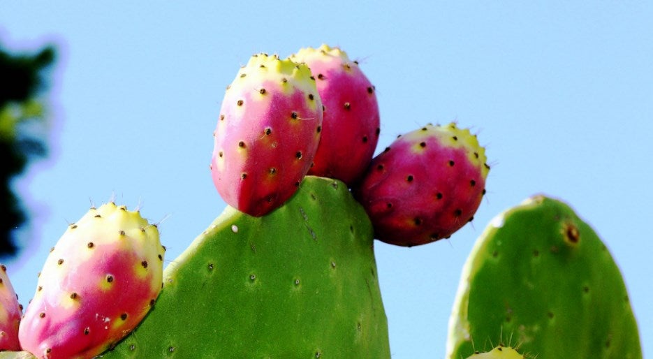 Prickly_Pear