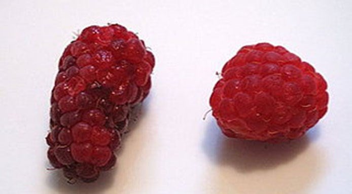 Tayberry