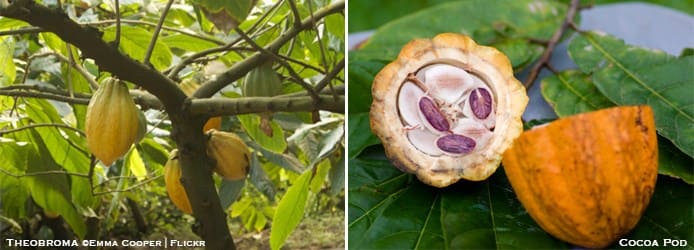 Theobroma-Cocoa-pod-