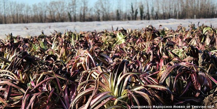 Treviso Radicchio Salad | Cultivation