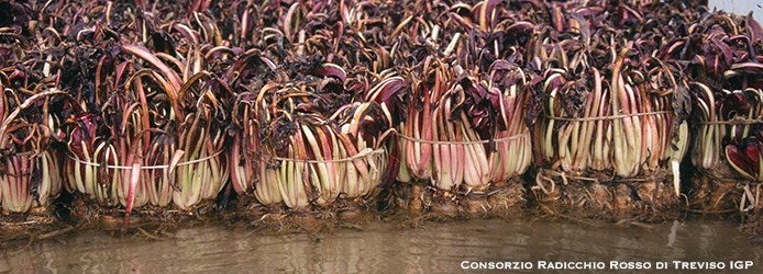 Treviso Radicchio Salad | Whitening