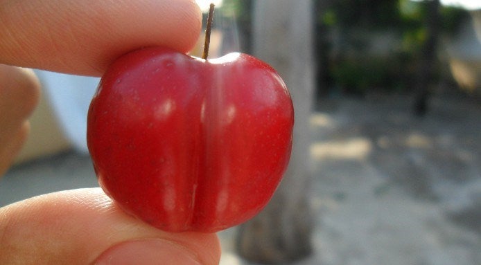 Acerola Cherry