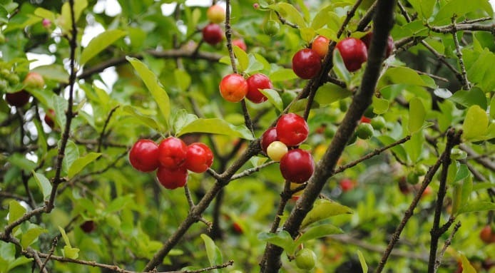 Barbados Cherry | Acerola