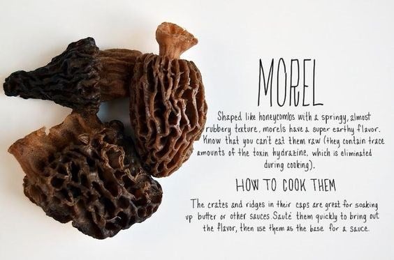 mushroom-morel