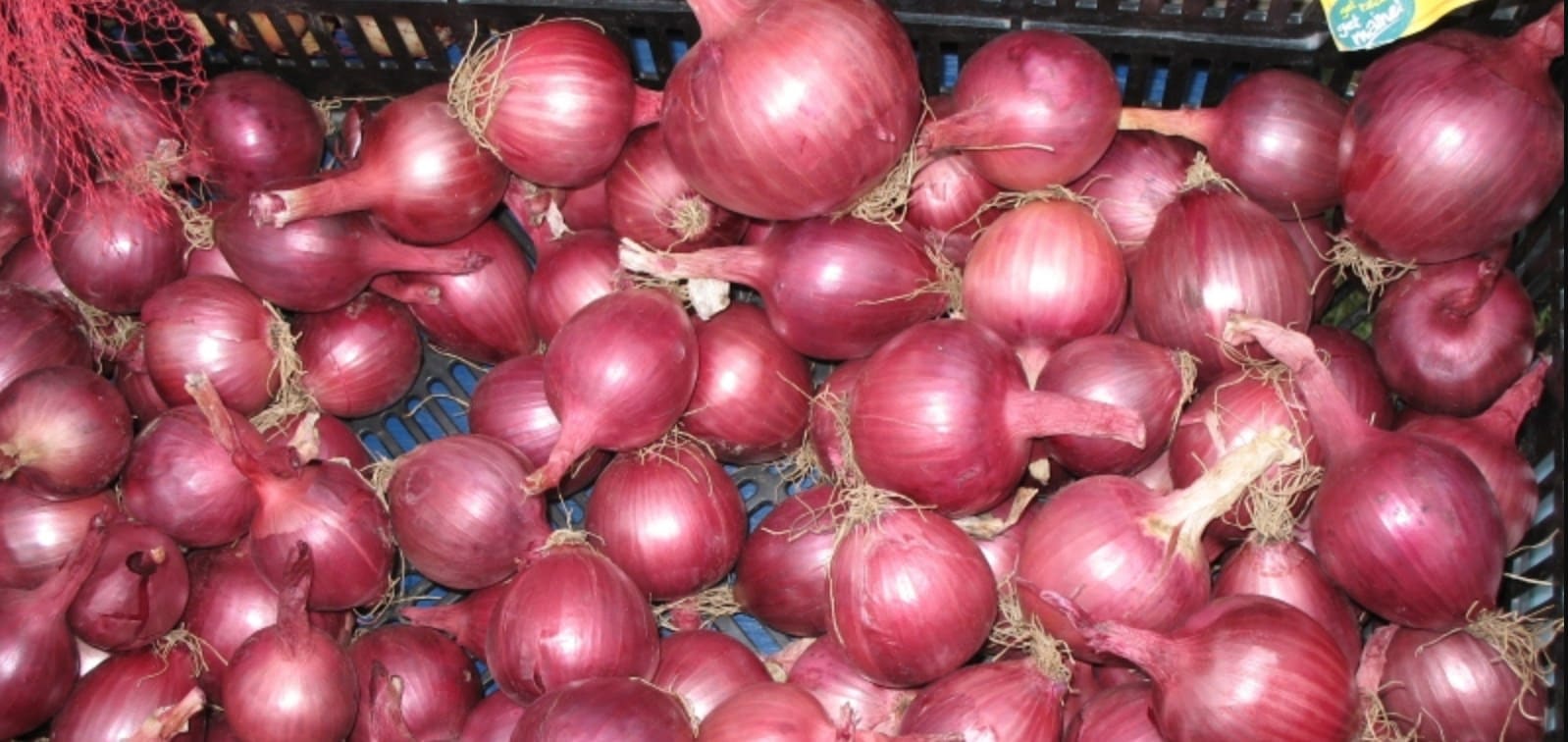 red-wing-onion
