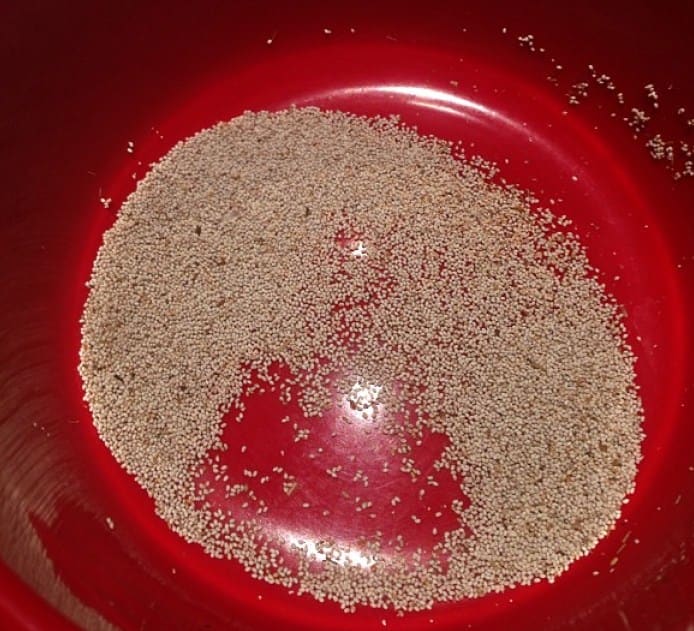 Redzepi | Mosquito Eggs