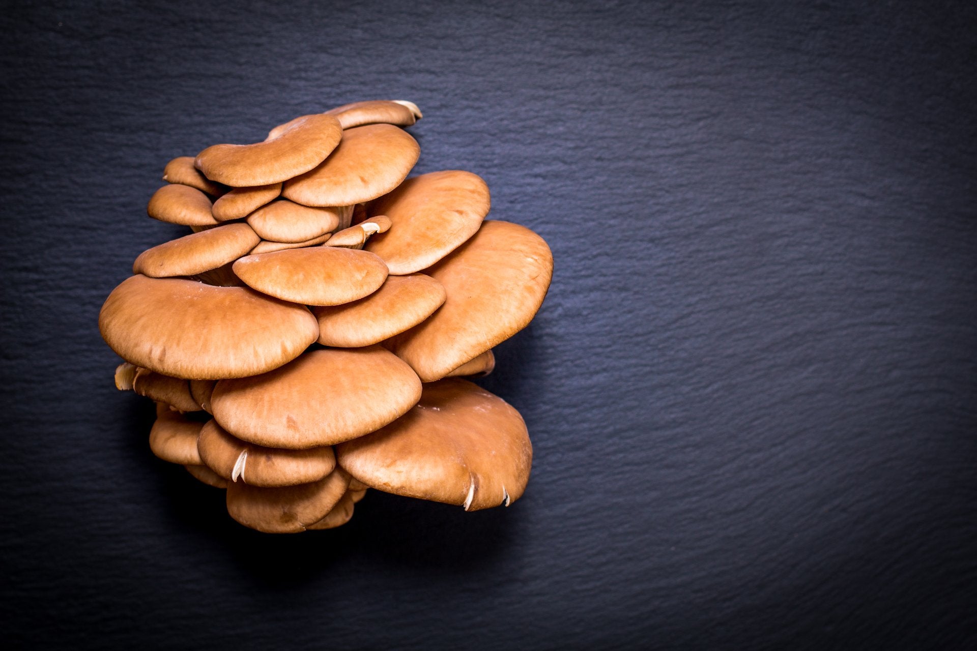 oyster-mushrooms-taste