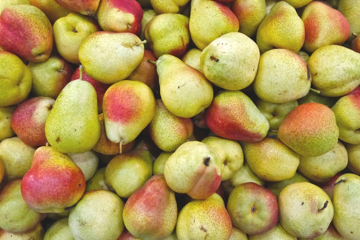 pears-varieties-comice