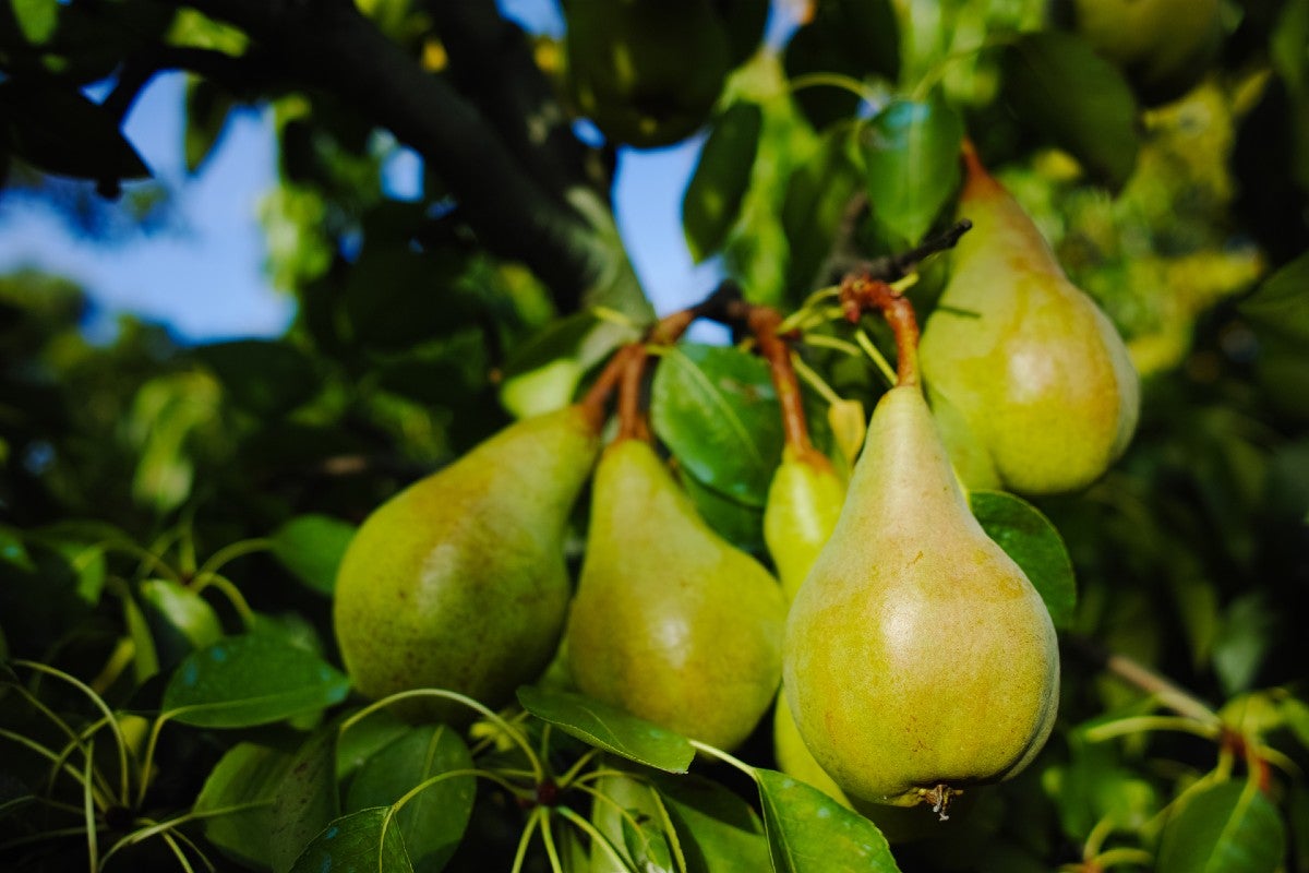 pears-varieties-french-butter