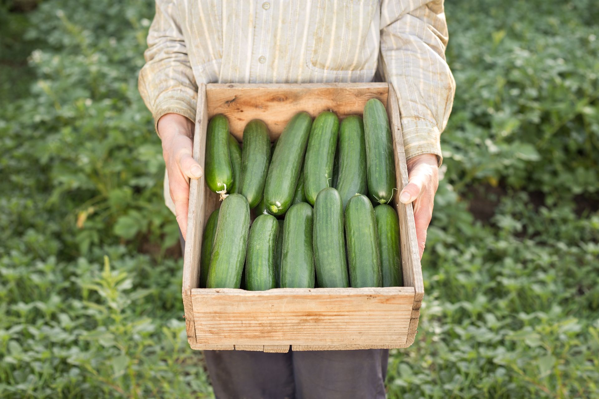 persian-cucumbers-what-is