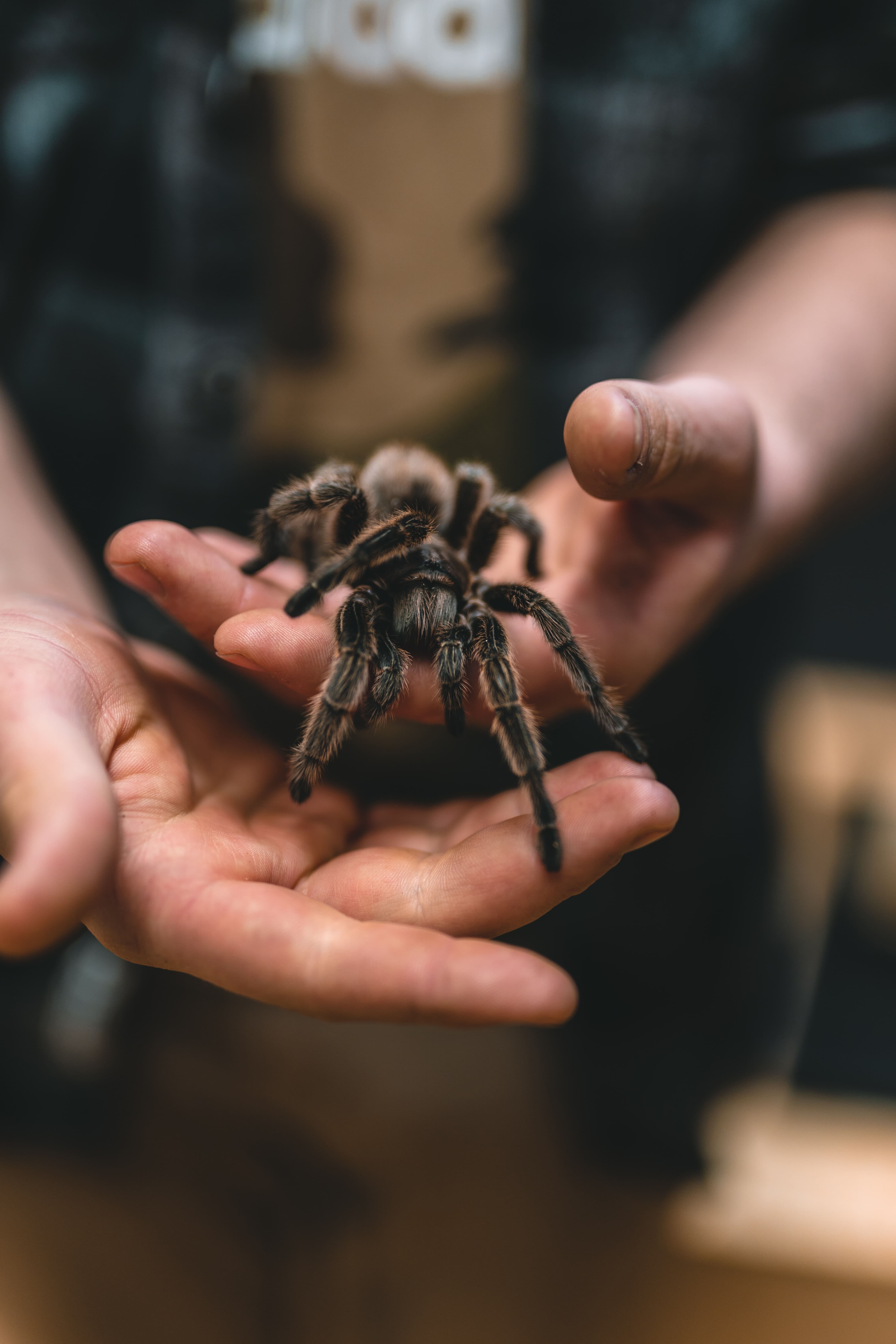 tarantula-philip-lansing-unsplash
