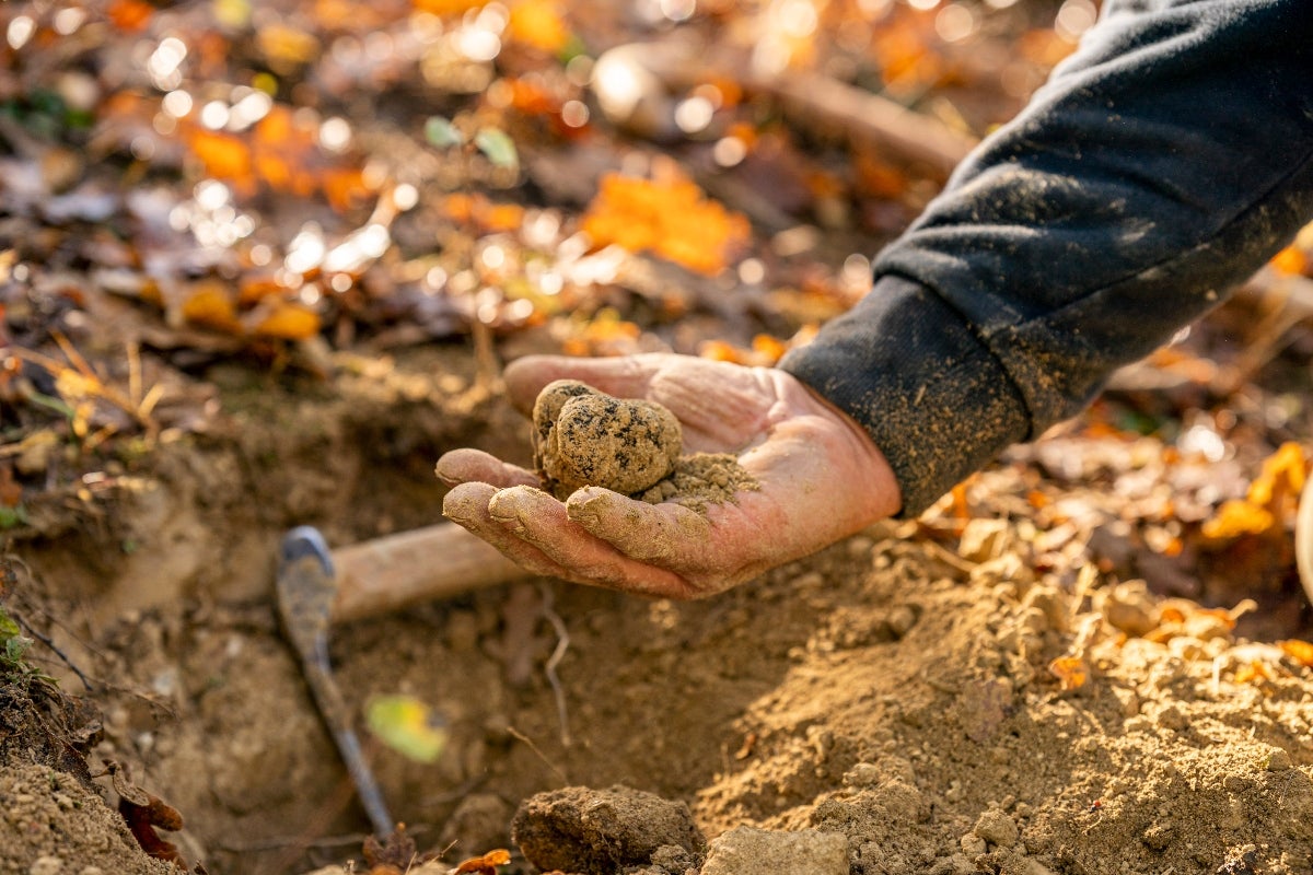 picking truffle