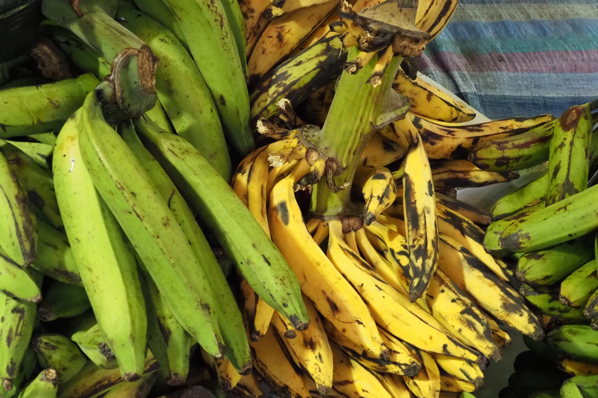 plantain-vs-banana-taste-size