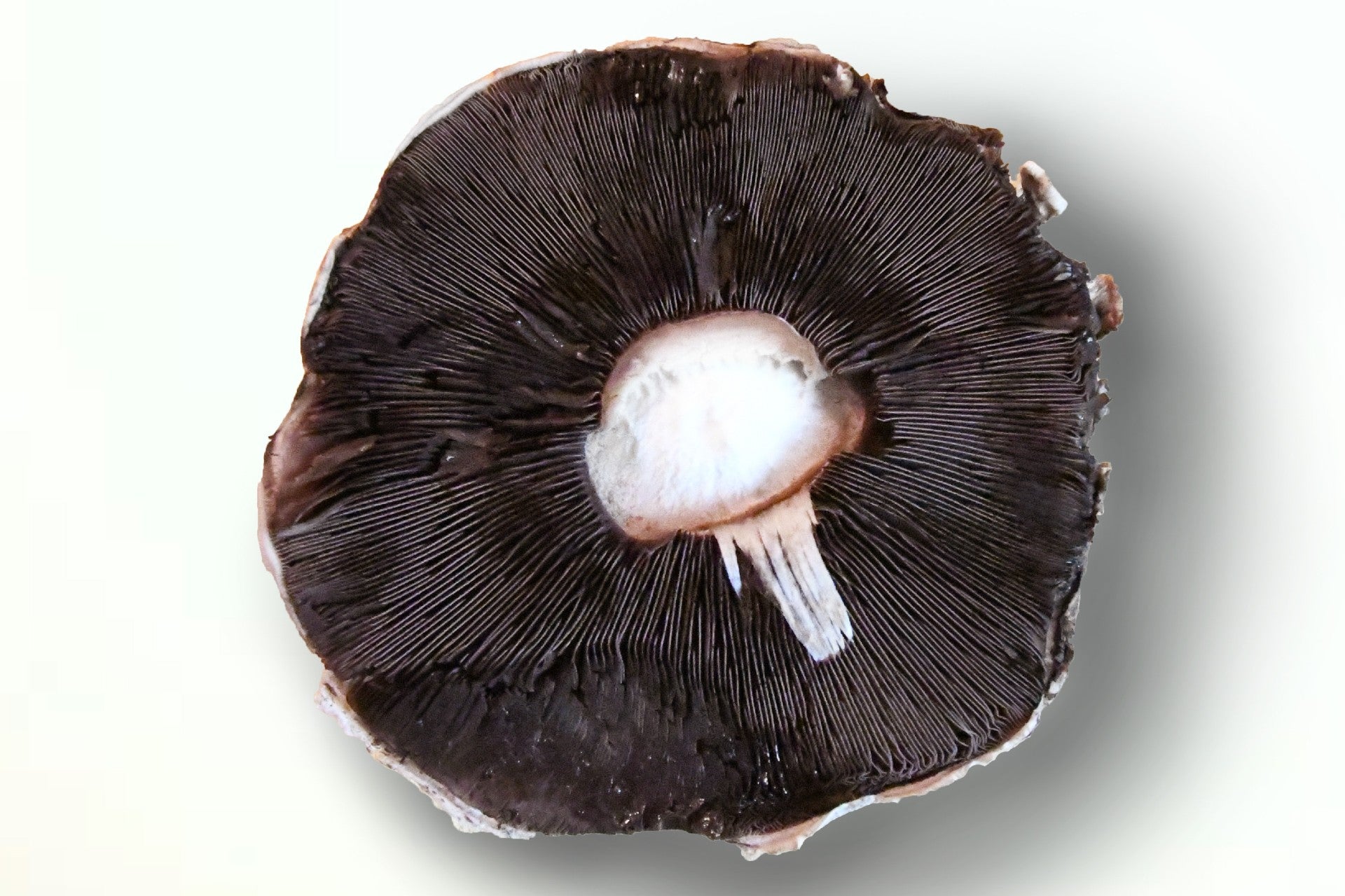 portobello mushroom cap
