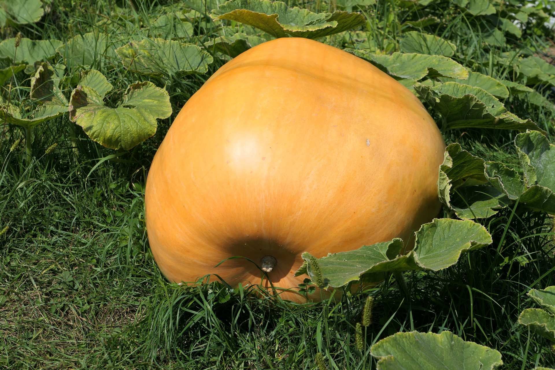 pumpkin-varieties-atlantic-giant